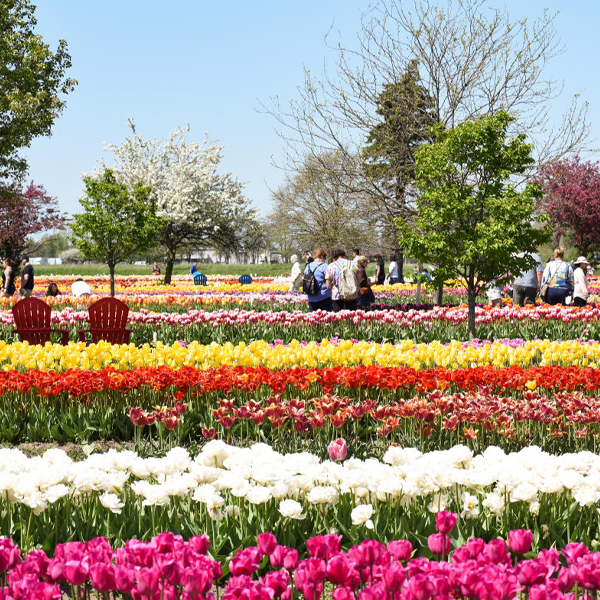 jb-tours-holland-tulip-festival-2026-2